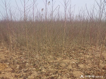 南阳1年生桃树苗梨树苗批发价格0.9-1.5元