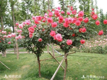 1、3、6公分南阳树状月季多少钱一棵？树状月季价格表！