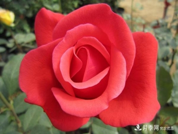 绯扇月季（Hiogi）推荐