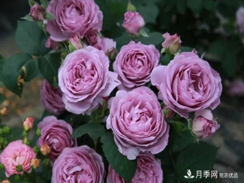 丰花月季，你了解吗？