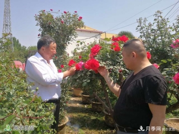 四季花开美名扬——访南阳“月季大师”苏金朋、苏玉果父子