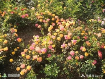 河南镇平县赵河公园，月季花开美如画