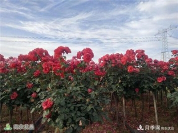万亩月季园区 南阳方城博望镇月季花农过上花样生活
