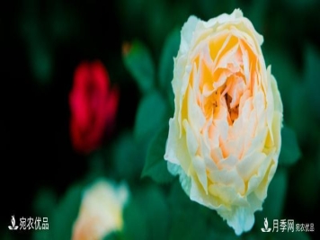 还是容易分的，月季花和蔷薇花的区别