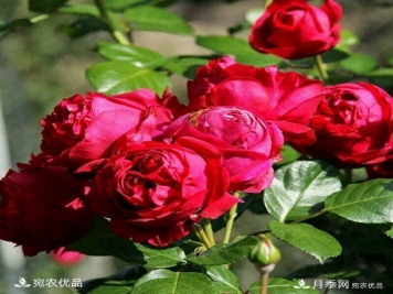 50种经典月季品种全整理，南阳月季花开美爆了！一定要养