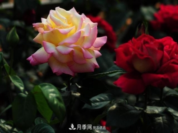 玫瑰、月季分不清？你买的玫瑰可能都是月季！