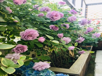 新手买月季花，避开这个坑，不然会吃亏