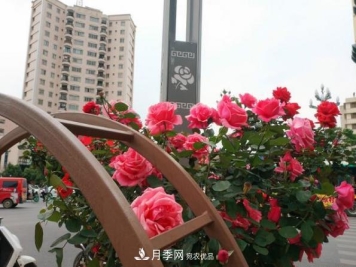 昆明新增月季大道、樱花大道，打卡地就在西山区