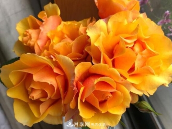 8款冷门月季，漂亮又好养，可惜认识的人不多！