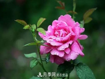 月季品种多，各种特性都不同，几种典型好养的月季