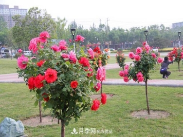 月季树花期长，花型好看，栽种简单，适合盆栽地栽