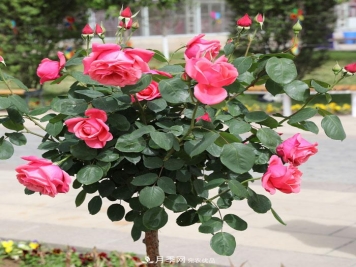 月季之乡，月季树特点以及种类介绍