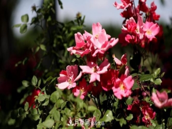 初夏，于山东梁山县滨河大道邂逅月季花海