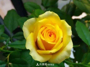 名贵月季十大品种，你养过哪几种？