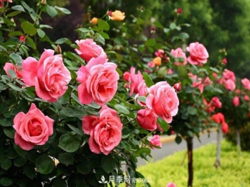 人行道树状月季按时修剪，有哪些目的和好处？