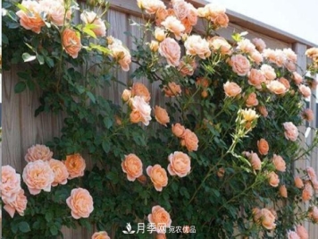 广东种月季，首选这15个品种，一年花开10个月！