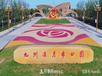 来山东聊城九州洼月季公园，邂逅璀璨月季花海
