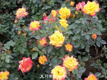 变色月季品种有哪几个？