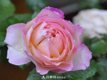 破晓月季会变色，三天一变身，糖果色花瓣温婉可人