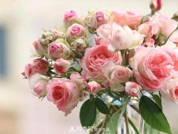 月季迷你至少该有这些品种，不然太可惜了