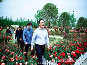 河南淅川：月季花开扮靓山城