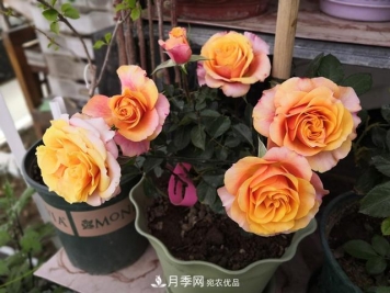 永远的艾帕索，零差评的盆栽月季，很适合阳台族