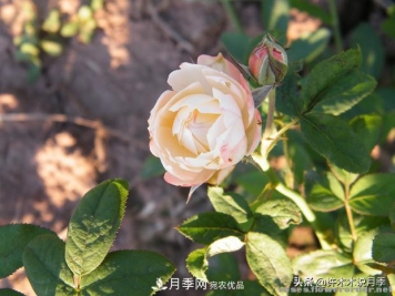 25款纯正中国月季，不比外国差，今有国月更比欧月俏