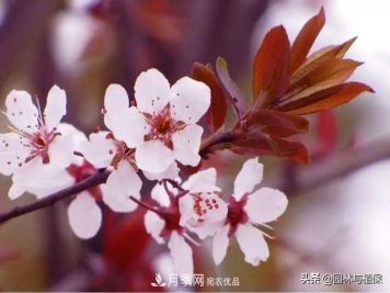 园林庭院常见小乔木花卉的栽培