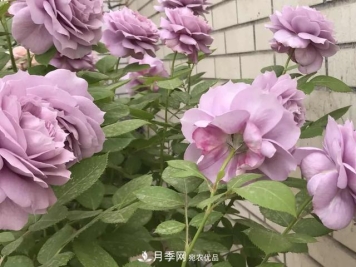 这5款不翻车的月季，谁养谁知道！附爆盆养护指南