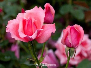 花中皇后月季花，这三大优点最受人欢迎