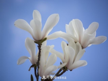玉兰树：花先枝叶开，绽放一树华