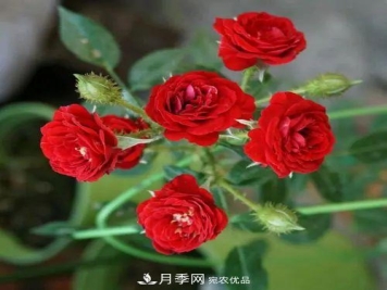 5种适合种在阳台的月季，生病几率小，开花有特色