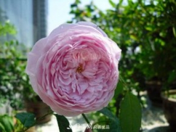 推荐4种优秀藤本月季，开花多一开就停不下来