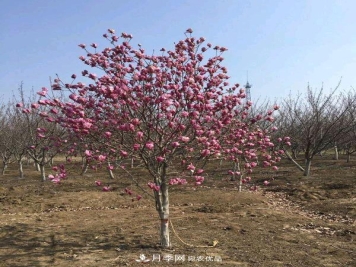 紫玉兰树能长多高？五年树龄可长到3米