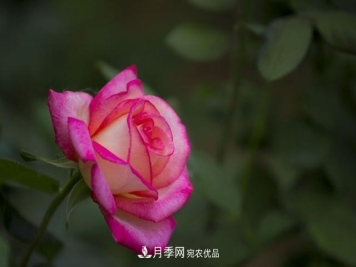 月季太美，哪一种月季的芳香，能让你的嗅觉感到幸福？