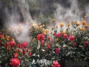 40万株月季繁花似锦，郑州月季公园美如画