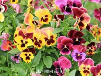 阳台再小，也要养4种花，种一次年年有花赏，花期群花争艳！