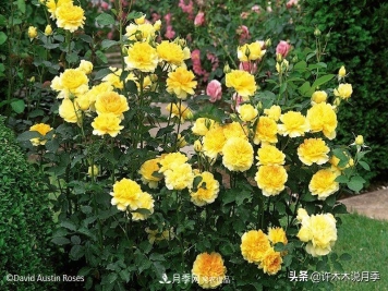 哪些月季更好更值得种植？擦亮眼睛全面分析月季优缺点