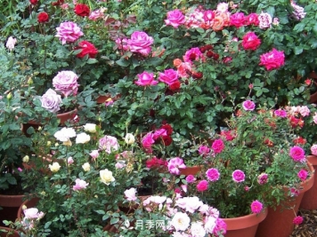 月季、三角梅、桂花、天竺葵，最适合秋天盆栽的花卉