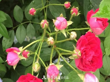 10个热门的丰花月季品种推荐