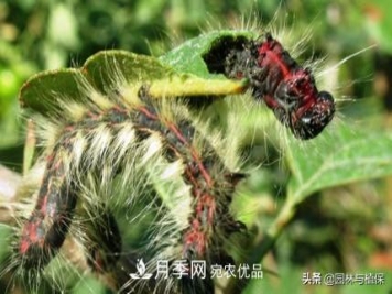 九月份15种园林苗木高发病虫害的发生与防治