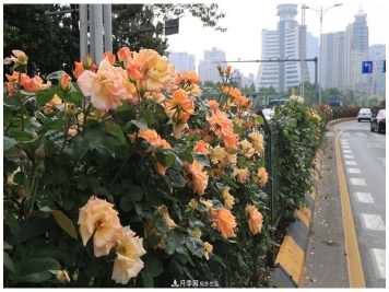 谁说月光族就不配养花？这20种月季花月薪3000也能养