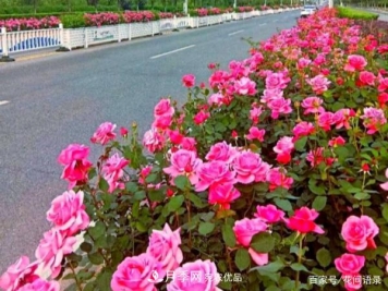 安徽铜陵公路旁种满大花月季，太漂亮绕路也要去看