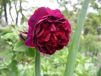 忙里偷闲，推荐5个月季品种，花色鲜艳还好养