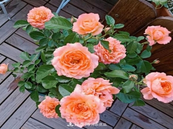 家中养月季花，老是爱黑杆？原来是2个“细节”犯了错