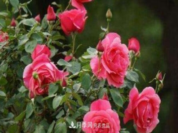 嫁接月季花，注意4个“要点”，轻松提高成活率
