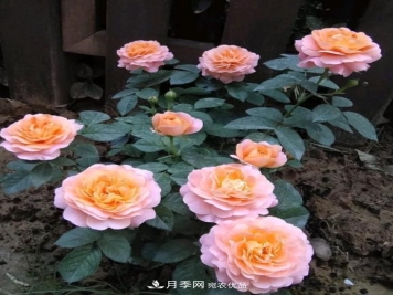 盆栽月季花，如何配土才合适？保证2点就够了