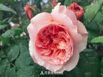 月季花的花语是什么？月季花的寓意和象征