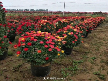 基地直供造型月季花瓶、月季花球、月季花柱批发价格