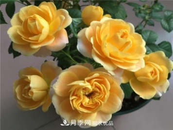 这6种月季花，四季开花不断，又大又美，值得入手